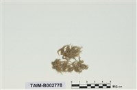 藏品(泥炭苔屬)的圖片
